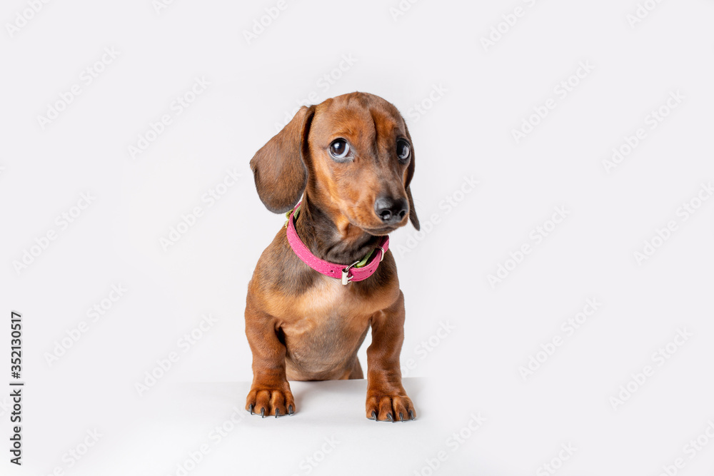 dachshund puppy isolated on white