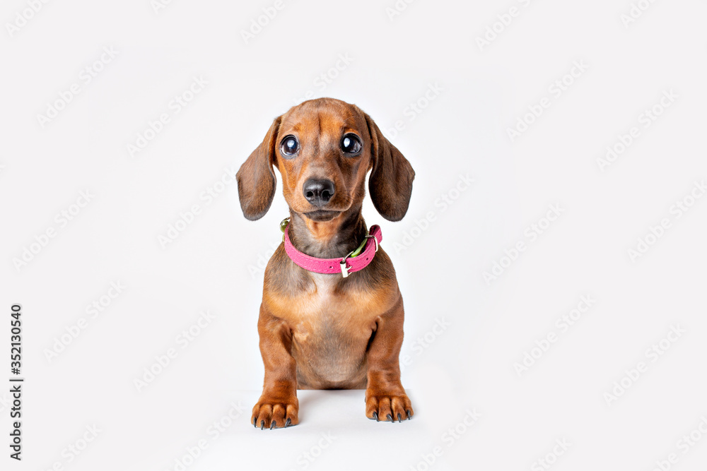 cute Dachshund puppy with sad big eyes stands isolated on a white background