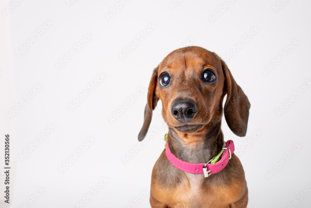 portrait of a cute Dachshund puppy with sad big eyes isolated on a white background