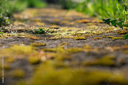 зелень на тропинке из асфальта со мхом на закате и по краям растения
greenery on the asphalt path with moss at sunset and on the edges of the plant