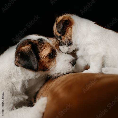 jack russell terrier dog with a puppy indoors