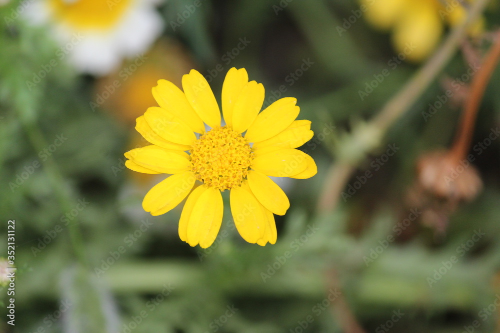 Obraz premium Marigold