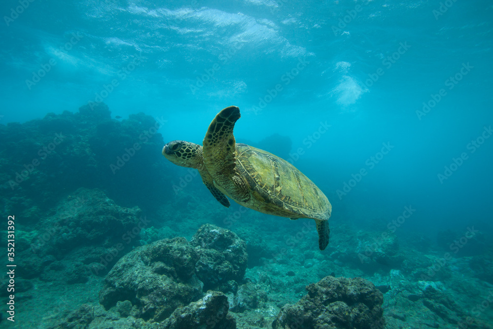 Fototapeta premium Green Sea Turtle Underwater Swimming in a Sea of Blue