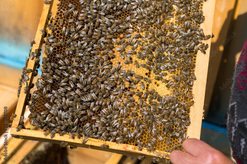 A farmer on a bee apiary holds frames with wax honeycombs. Planned preparation for the collection of honey. A farmer on a bee apiary holds frames with wax honeycombs. Planned preparation for the collection of honey.