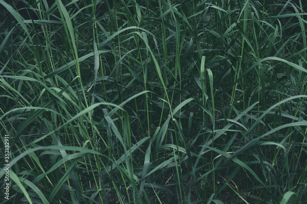 Excellent natural green grass background Excellent natural green grass background