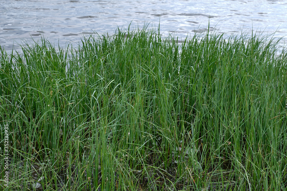 green grass on the background of the lake