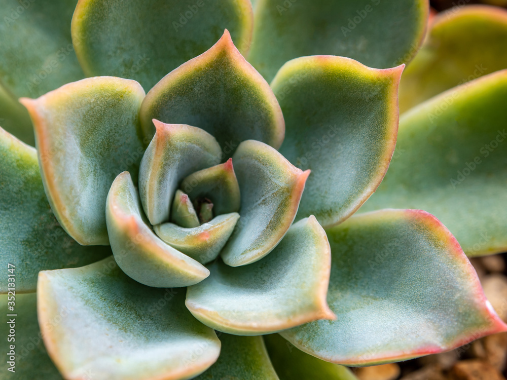 Succulent plant close up white wax on fresh leaves detail of Echeveria plant Succulent plant close up white wax on fresh leaves detail of Echeveria plant