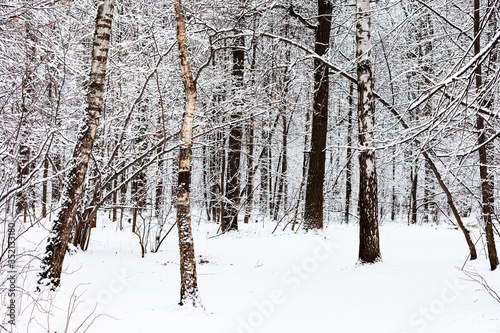 birch and oak trees in snowy forest of Timiryazevsky park in Moscow city on winter day © vvoe