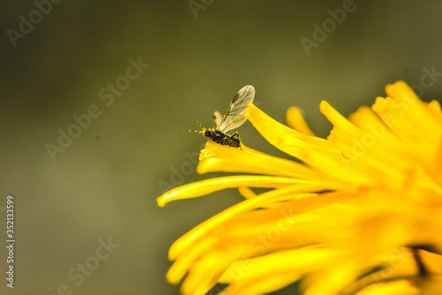 Fly on a dandelion petal