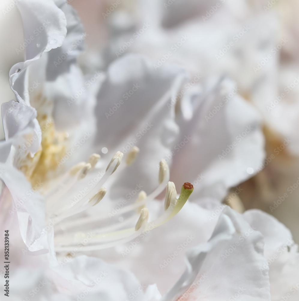 Soft focus, abstract floral background, white Rhododendron flower petals. Macro flowers backdrop for holiday brand design