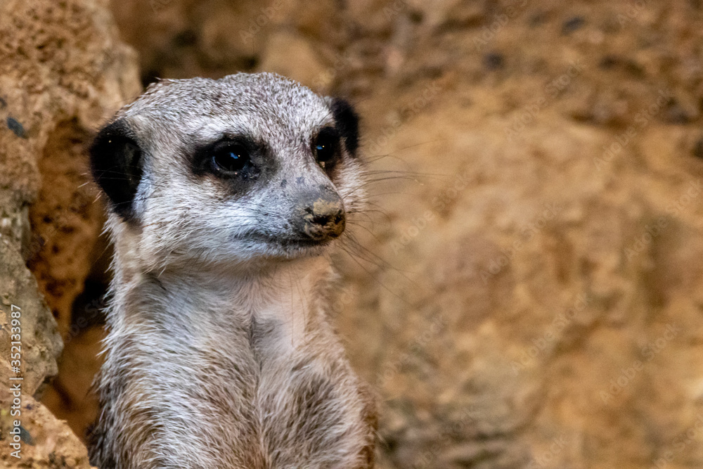 an aler meerkat