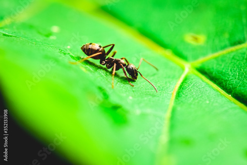 ant on leaf