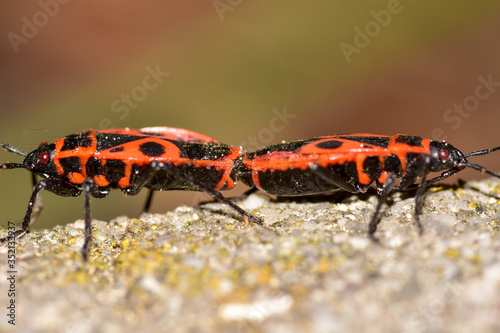 Firebugs mating