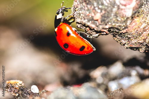 Ladybug climbing
