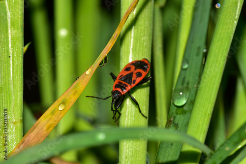Firebug on a grass 