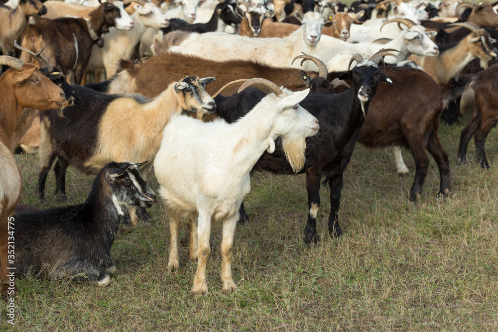 Obraz premium Sheep and goats graze on green grass in spring