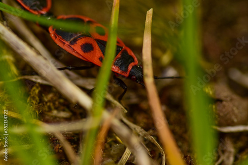 Firebug on a ground