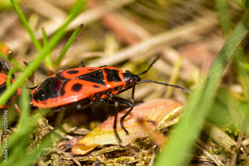 Firebug on a ground