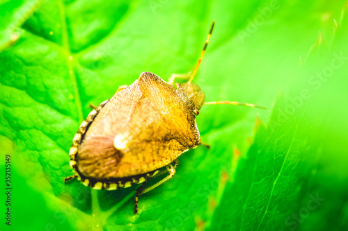But on a leaf