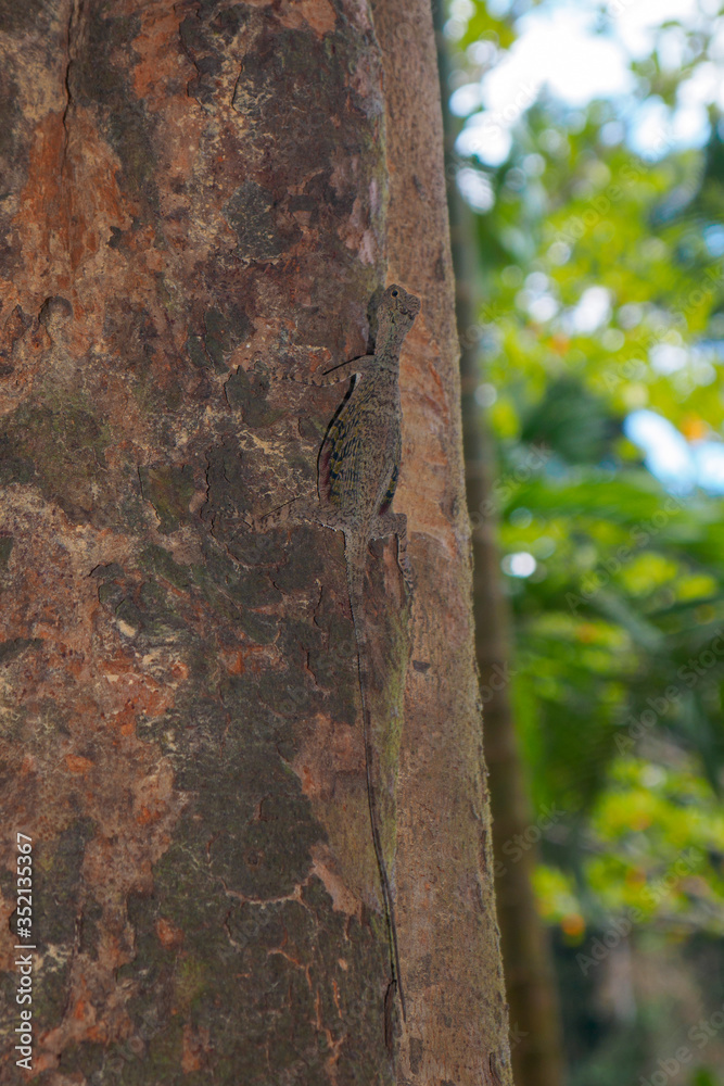A flying lizard on a tree