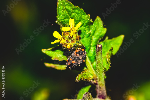 Ladybug larva