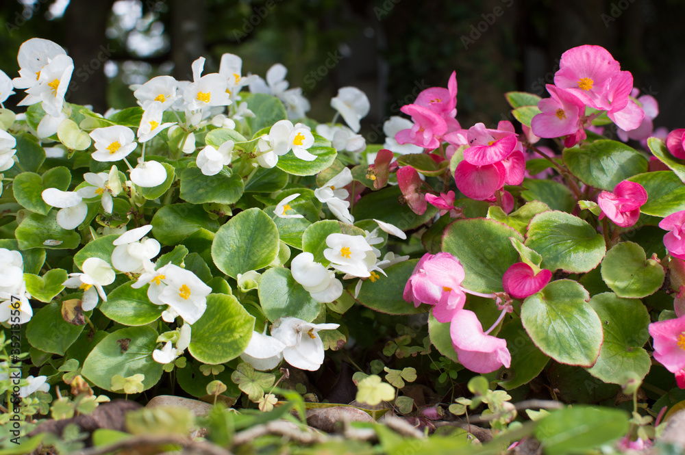 Naklejka premium 白と赤のベゴニアの花