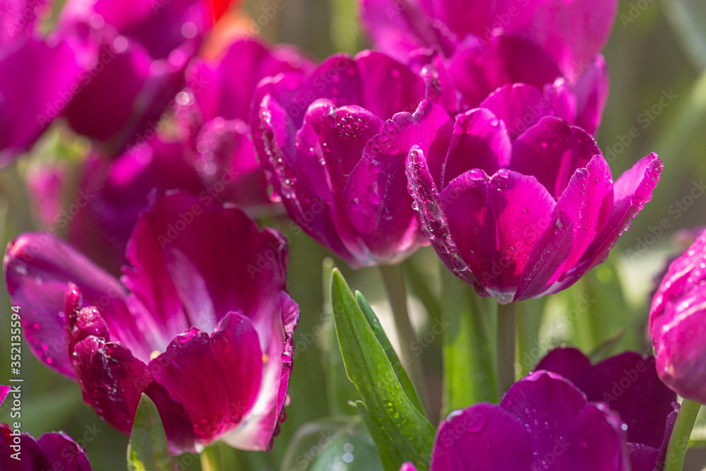 Obraz premium Tulips flower in Tulip field.