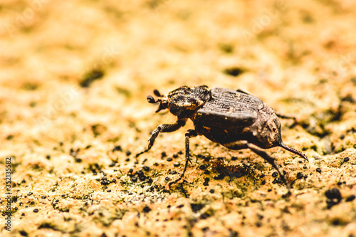 bug on the ground walking