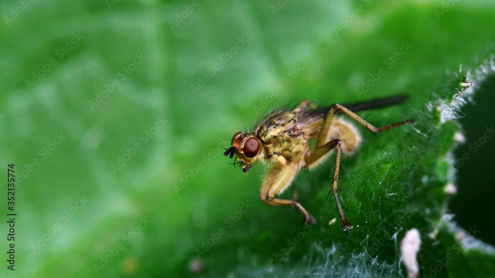 Close Up movie Yellow Dung Fly on a leaf. Her Latin name is Scathophaga stercoraria. Close Up movie Yellow Dung Fly on a leaf. Her Latin name is Scathophaga stercoraria.