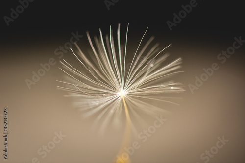 Dandelion seed