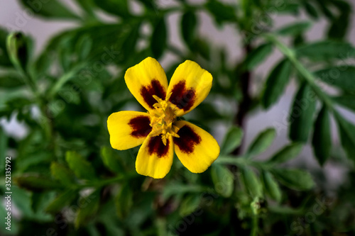 The first flower is marigold in seedlings