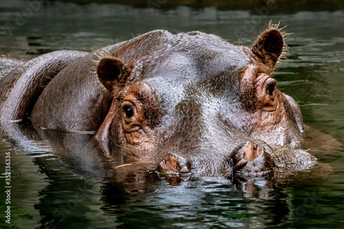 beautiful portrait of a hippo