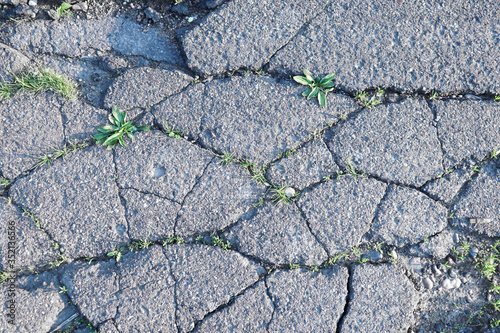 chamomile in cracks of asphalt road. environmental threat, protection of wild nature. climate crisis emergency concept. copy space