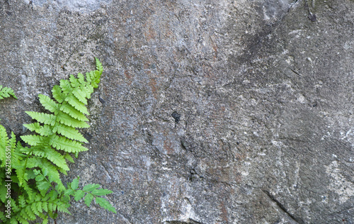 gray concrete wall texture background with the green fern and leaves, copy space