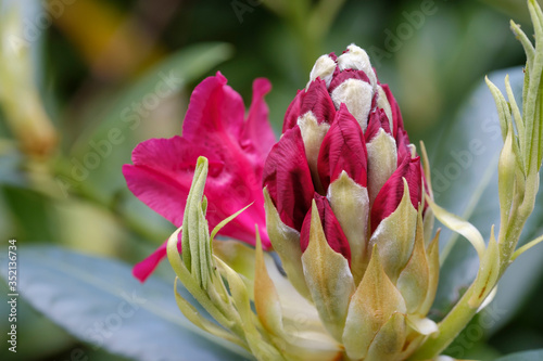 Close-up of red flowers of rhododendron in bud. Spring flowering, selective focus