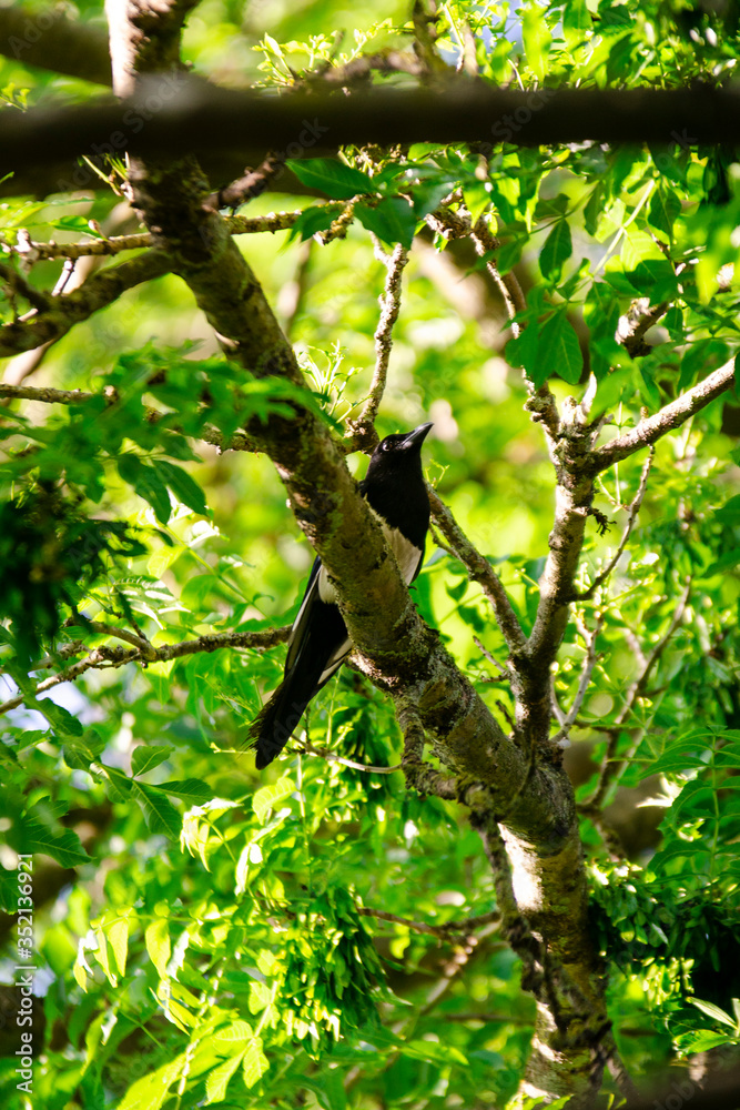 Fototapeta premium A Magpie sitting on a tree