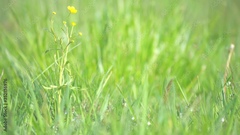 Flower buttercup in blossom, blurry background out of focus. Natural environment. Ranunculus repens Flower buttercup in blossom, blurry background out of focus. Natural environment. Ranunculus repens