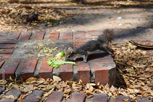 squirrel is eating at Ayutthaya.