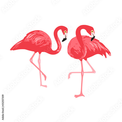 Vector isolated pink flamingos pair. Hand Drawn illustration