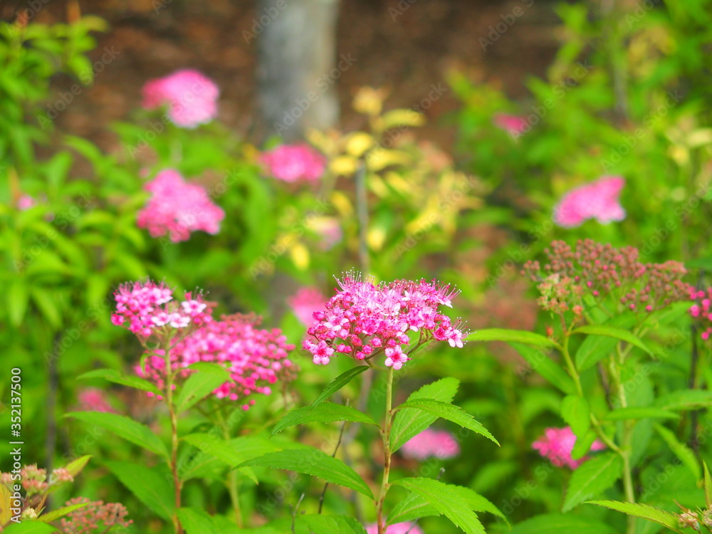 開花し始めた下野の花 開花し始めた下野の花