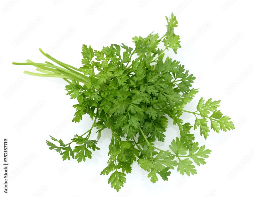 Kerbel, Anthriscus, Cerefolium Kerbel, Anthriscus, Cerefolium