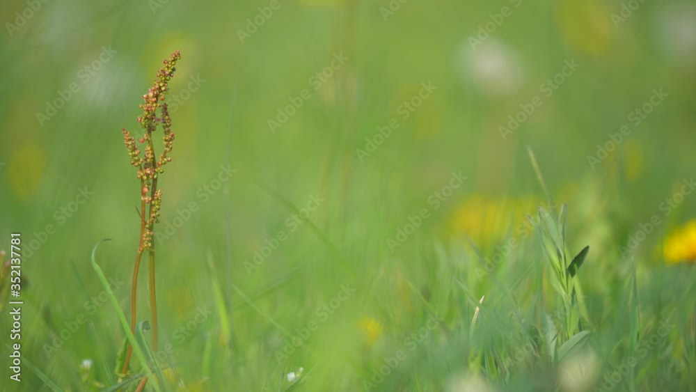 Young Common sorrel or Rumex acetosa, garden sorrel or narrow-leaved dock in bloom. Floral background. Young Common sorrel or Rumex acetosa, garden sorrel or narrow-leaved dock in bloom. Floral background.