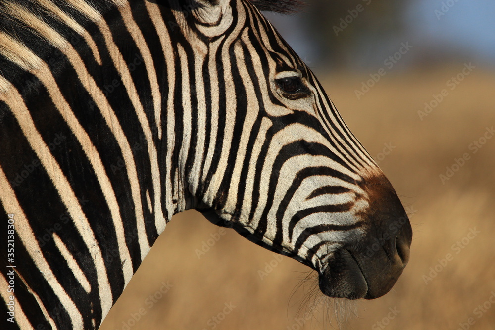 Portrait of a Burchell's zebra contemplating the savannah of South Africa. Portrait of a Burchell's zebra contemplating the savannah of South Africa.