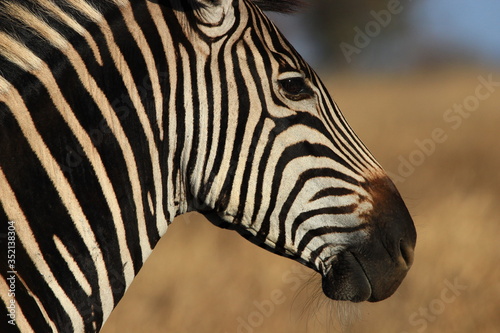 Portrait of a Burchell s zebra contemplating the savannah of South Africa.
