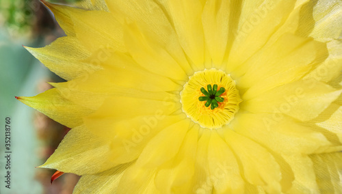 Fototapeta Naklejka Na Ścianę i Meble -  Kaktus Blüte gelb bunt aufblühen Frühling Makro Hintergrund