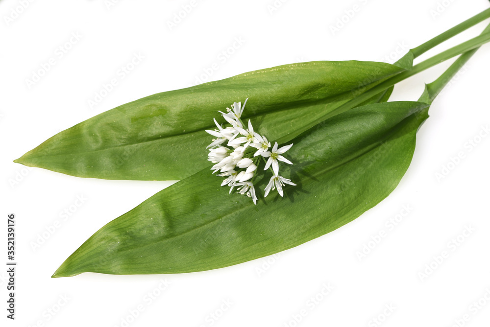 Fototapeta premium Baerlauch, Allium, ursinum