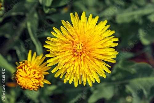 yellow dandelion flower close up