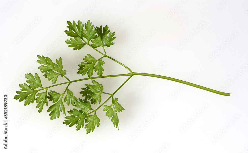 Fototapeta premium Kerbel, Anthriscus, Cerefolium