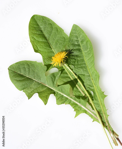 Loewenzahn, Taraxacum, officinale