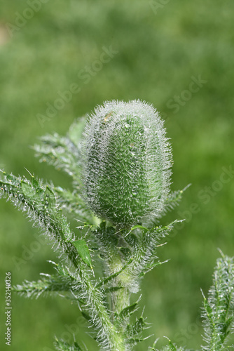 Tuerkischer, Mohn, Papaver, orientale, Tautropfen photo